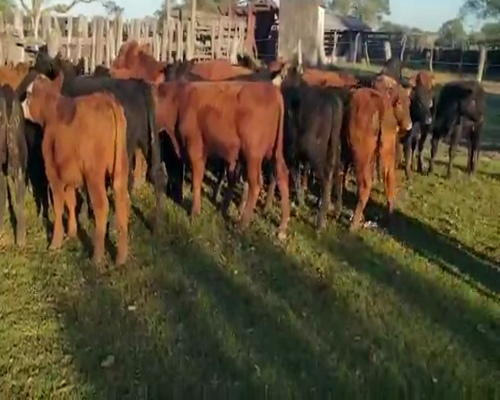 Lote 75 Terneros en Villaguay, Entre Ríos