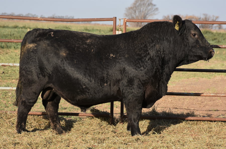 Lote TOROS (Corral 13)