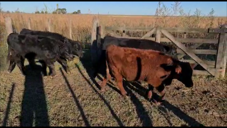 Lote 66 Terneros de 220/230 kg, en En Las Flores, Buenos Aires
