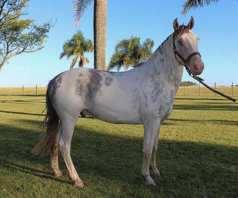 Lote CUERO TROPILLERO