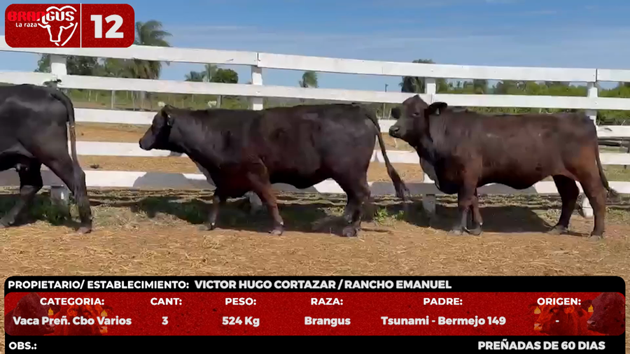 Lote LOTE 12 - POR PANTALLA