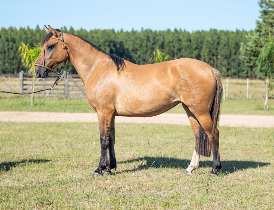 Lote SANTA DALIA DEL PORRÚA