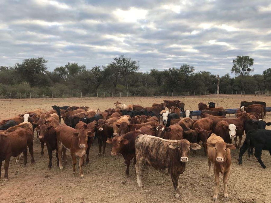 Lote 100 Terneros/as en Santiago del Estero, Campo Gallo