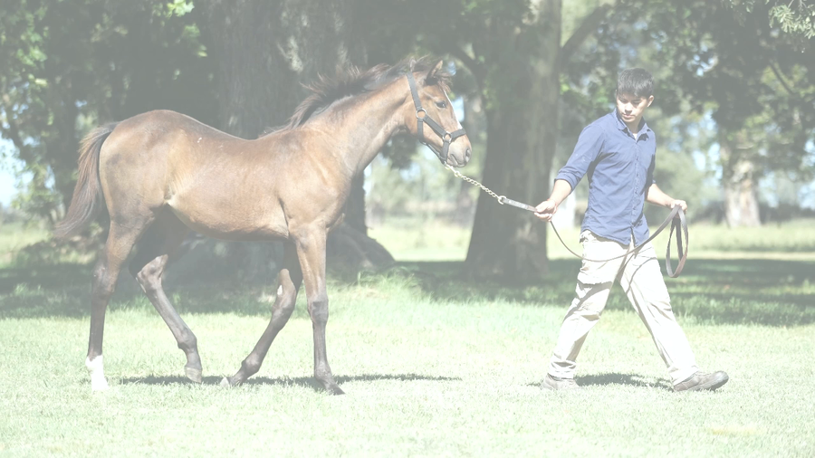 Lote CITY SISTER (SANTIN -  CIRCOSTANZA)