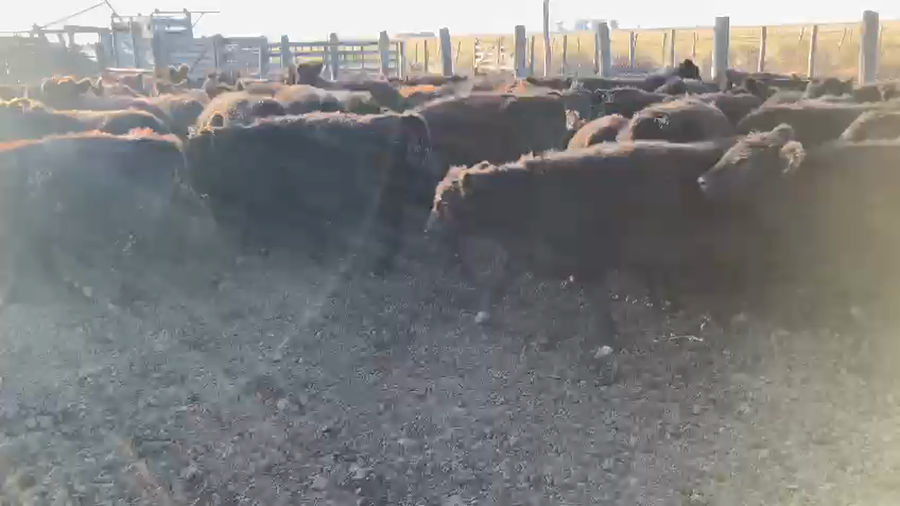 Lote 70 Terneros en Guaminí, Buenos Aires