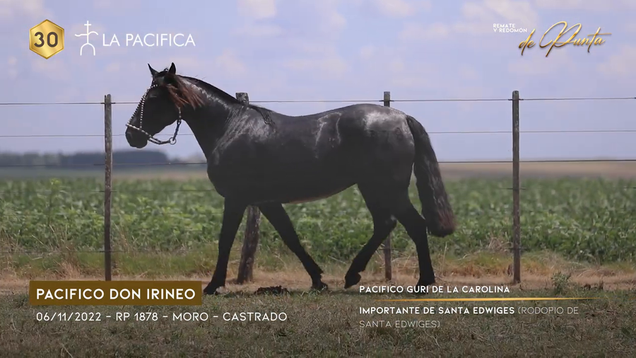 Lote PACIFICO DON IRINEO