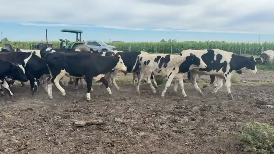 Lote NOVILLOS 1 a 2 AÑOS