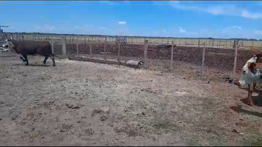 Lote 25 Vacas Braford en Vera y Pintado, Santa Fe