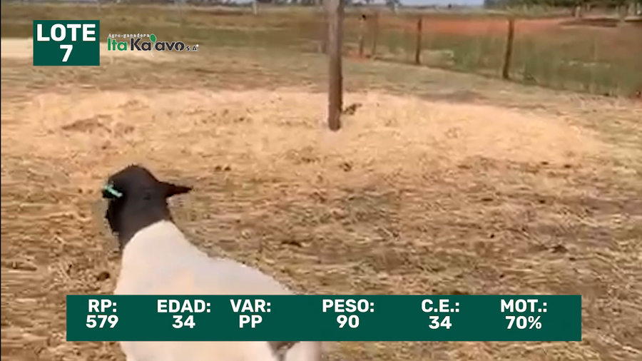 Lote LOTE 7