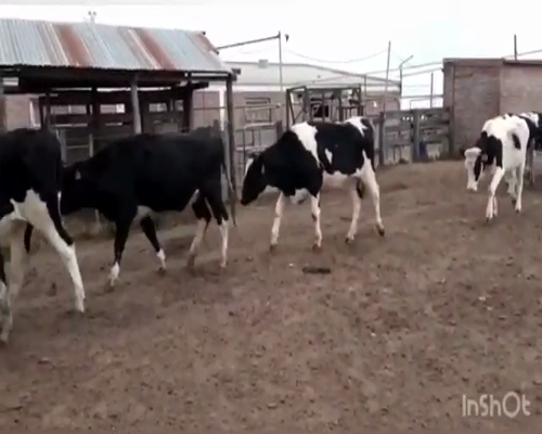 Lote VAQUILLONAS P/ENTORAR Y TERNERAS