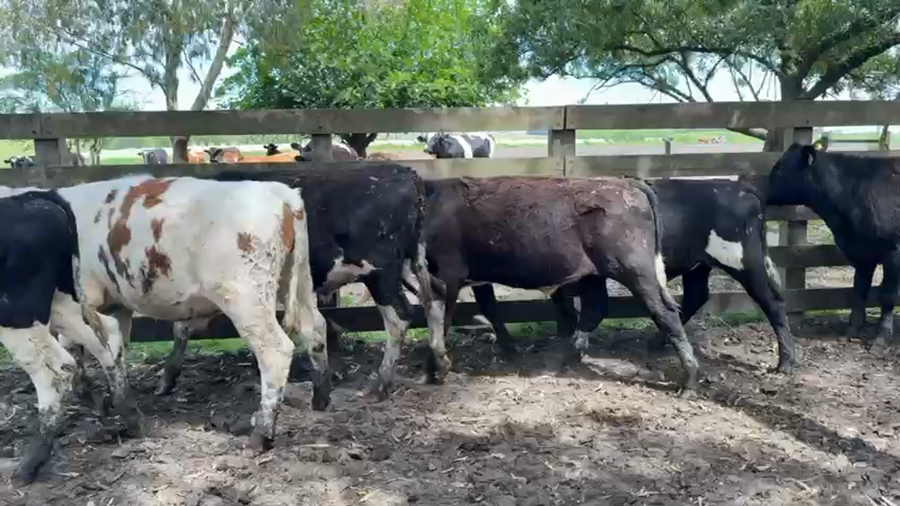 Lote NOVILLOS 1 a 2 AÑOS