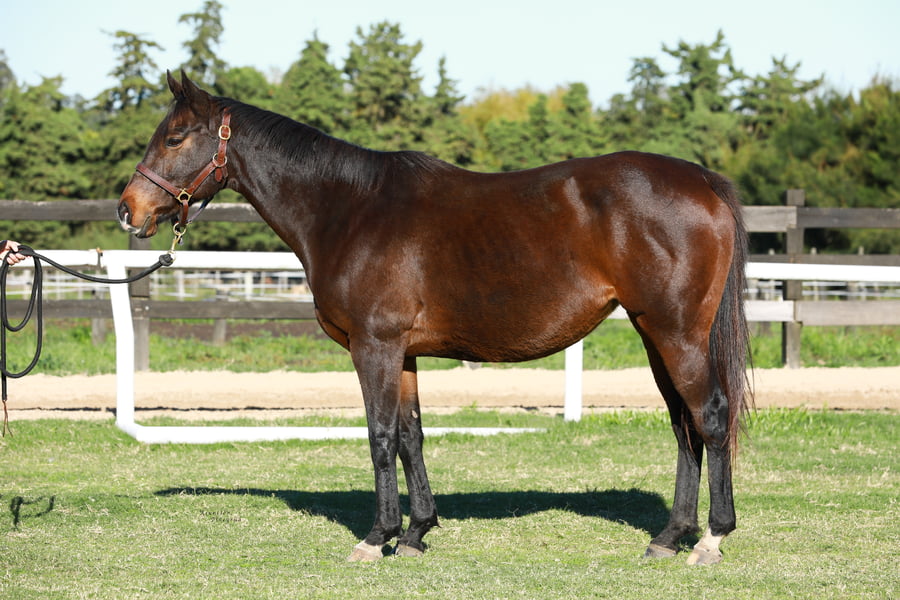 Lote AURORA BOREAL (BRZ)