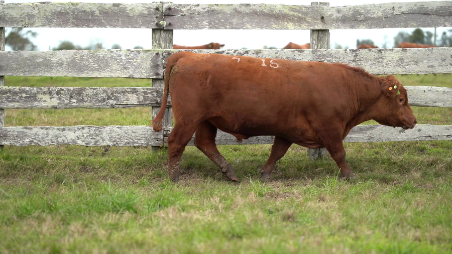 Lote Toros SA