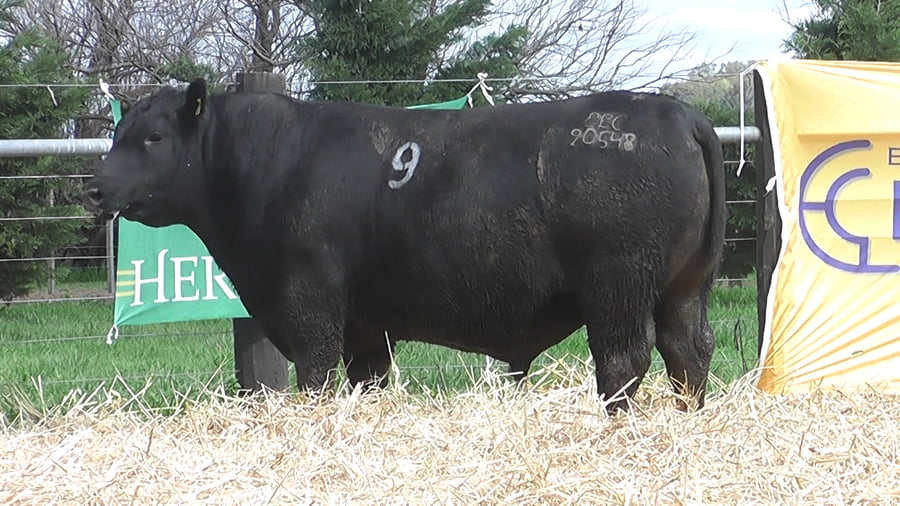 Lote TOROS ANGUS PUROS CONTROLADOS