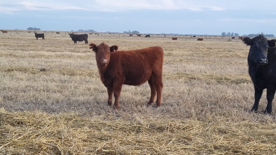 Lote 63 Terneras en Buenos Aires, Tapalqué