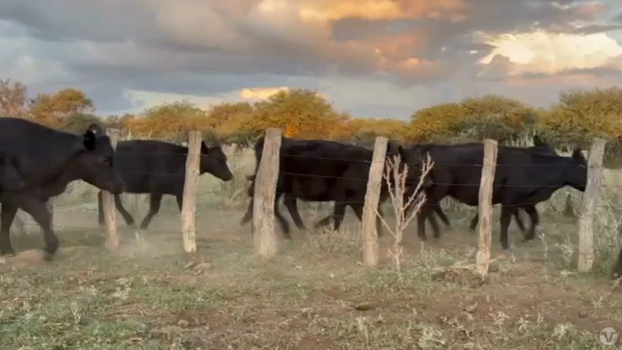 Lote 35 vaquillonas preñadas