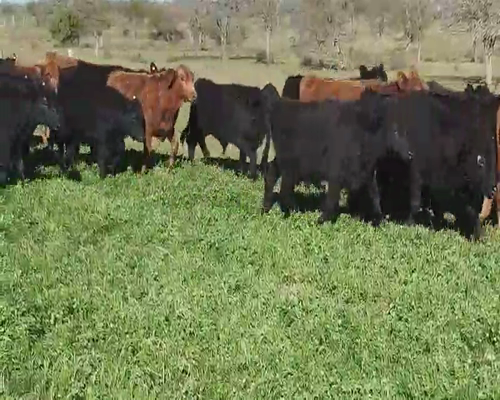 Lote 105 Terneros en Entre Ríos, Villaguay