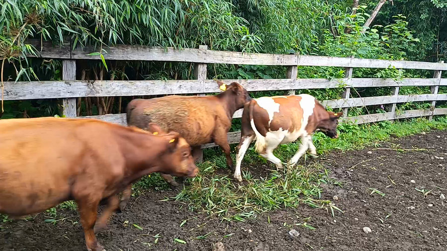 Lote 18 Ternero en Futrono, XIV Región Los Ríos