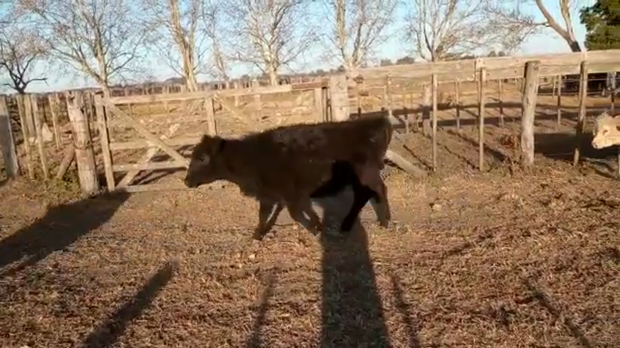 Lote 30 Terneros/as en Gral. Belgrano, Buenos Aires