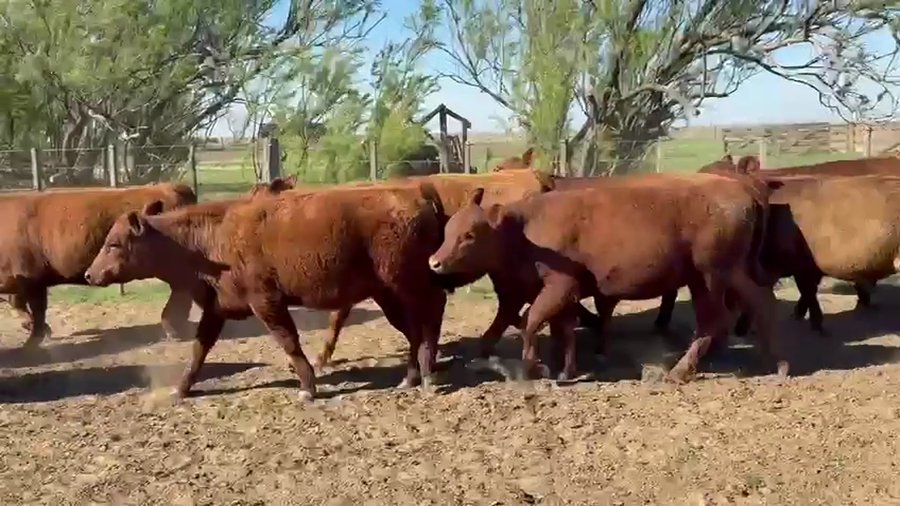 Lote 32 Novillitos y Vaquilonas