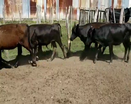 Lote 50 Terneros/as en Villaguay, Entre Ríos