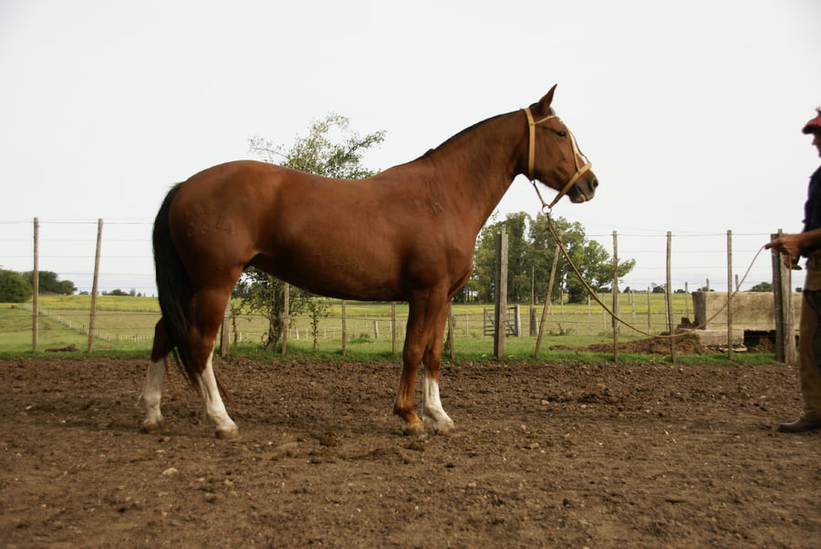 Lote JIG YAGUATIRICA