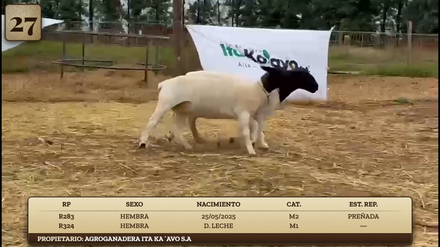 Lote LOTE 27