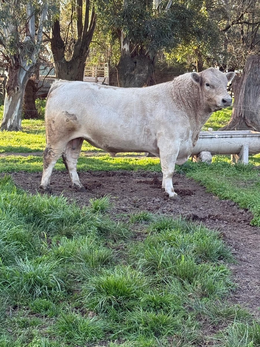 Lote Toro PP, raza Murray Grey "Cabaña La Trinidad"