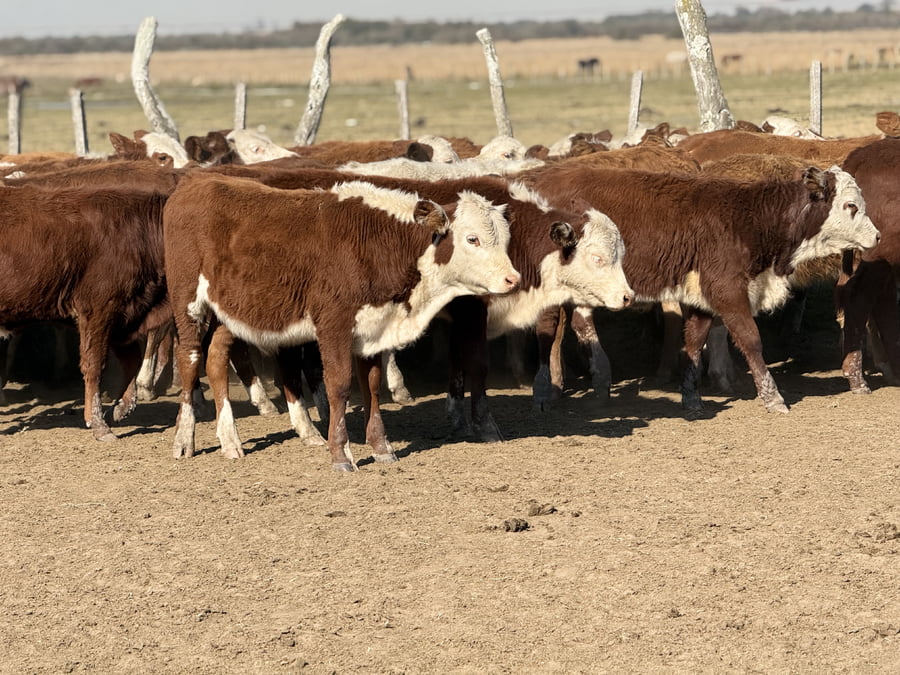 Lote 80 Terneros/as en Corrientes, Mercedes