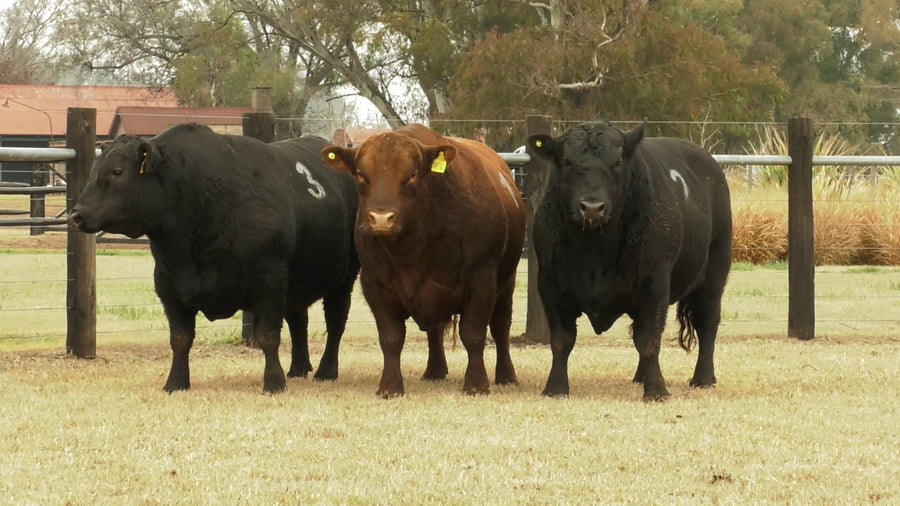 Lote TOROS ANGUS PUROS CONTROLADOS