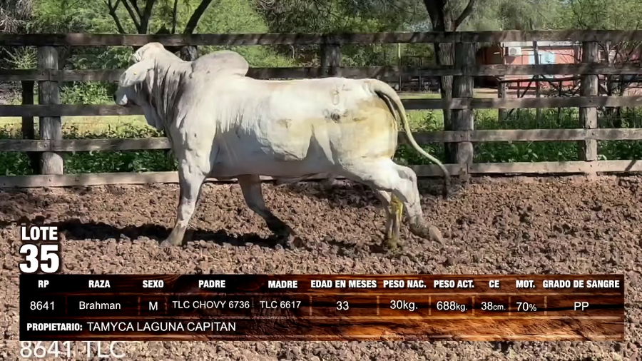 Lote Brahman