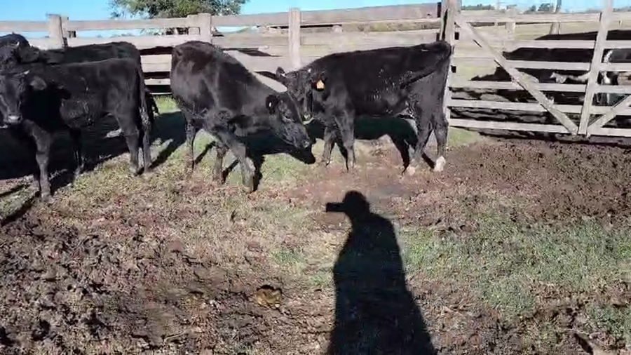 Lote 12 Vaquillonas  a remate en Pantalla Camy, San José