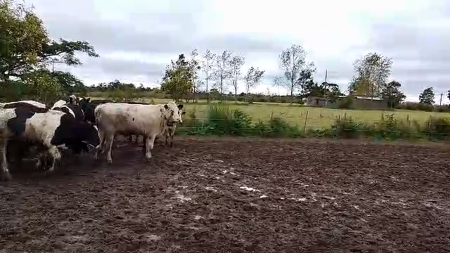 Lote 45 Novillos a remate en Pantalla Camy, San José