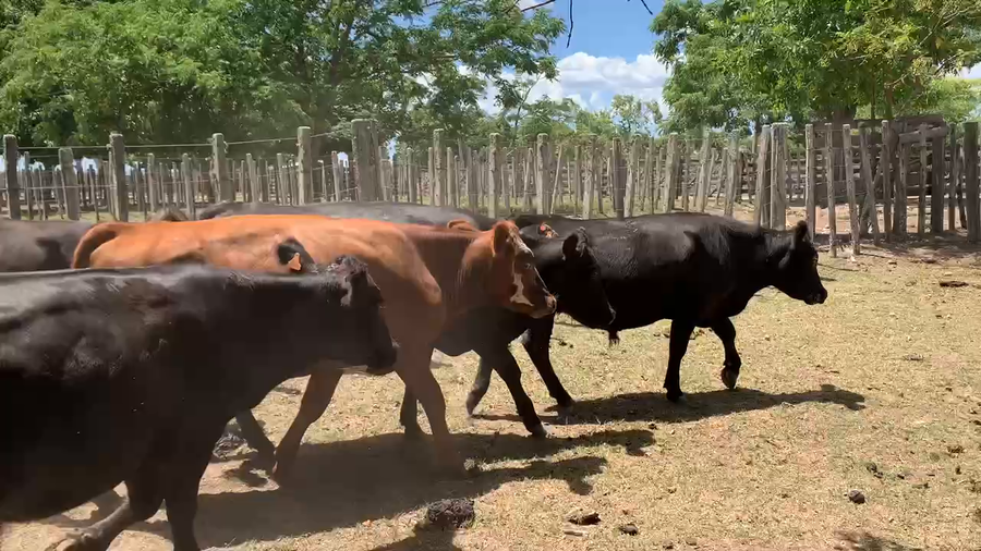 Lote 12 Novillos 2 a 3 años en Melo, Cerro Largo