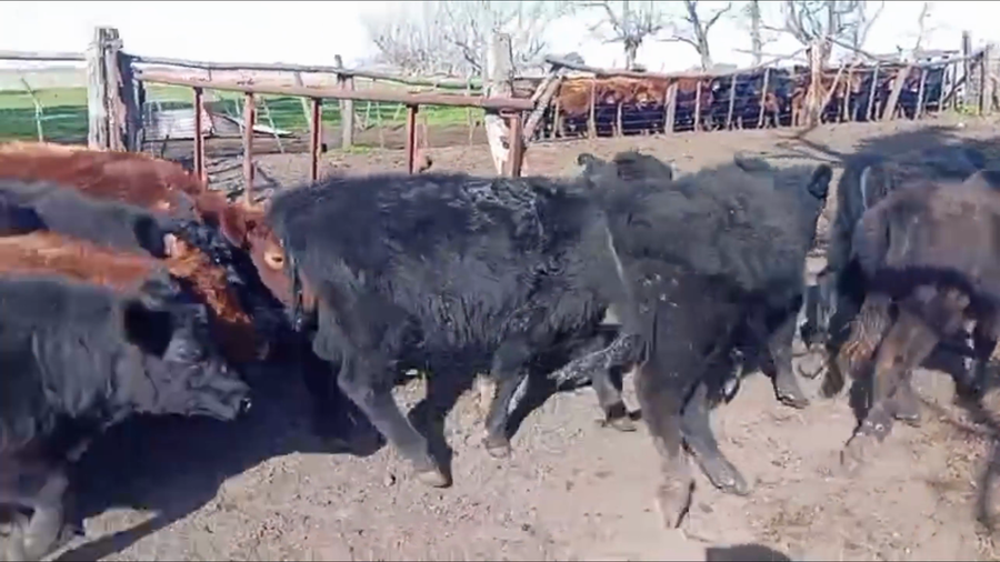 Lote 50 Terneros