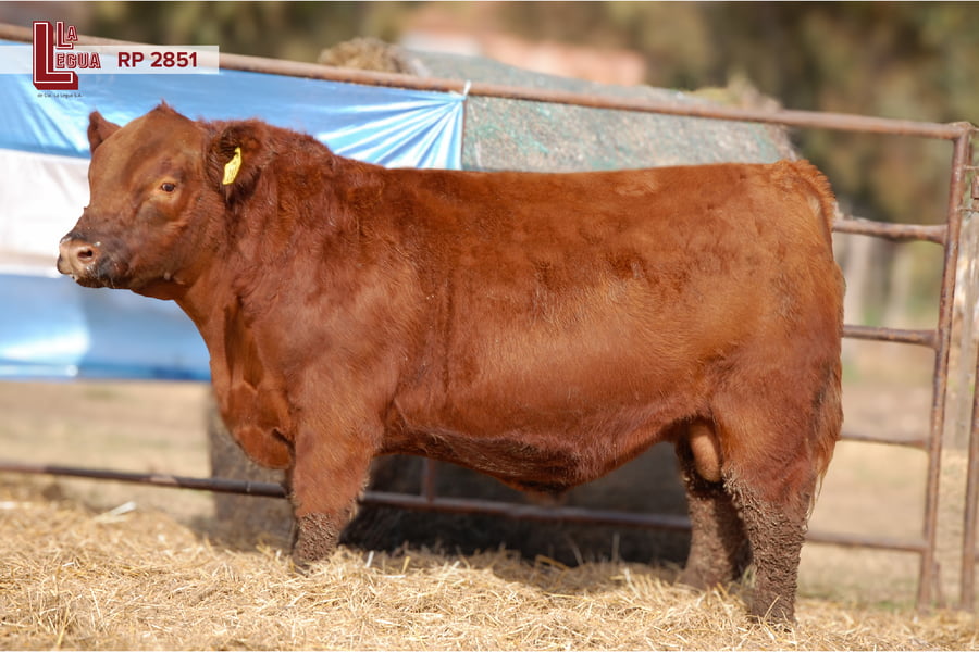 Lote TOROS ANGUS  PP