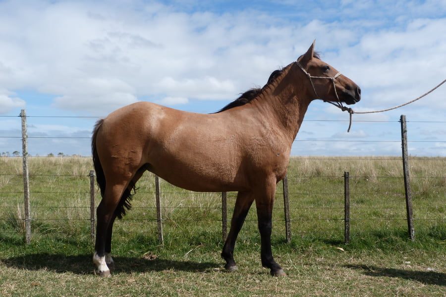 Lote LIBRA ESCONDIDA