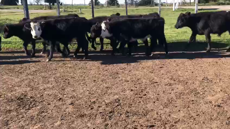 Lote 15 terneros