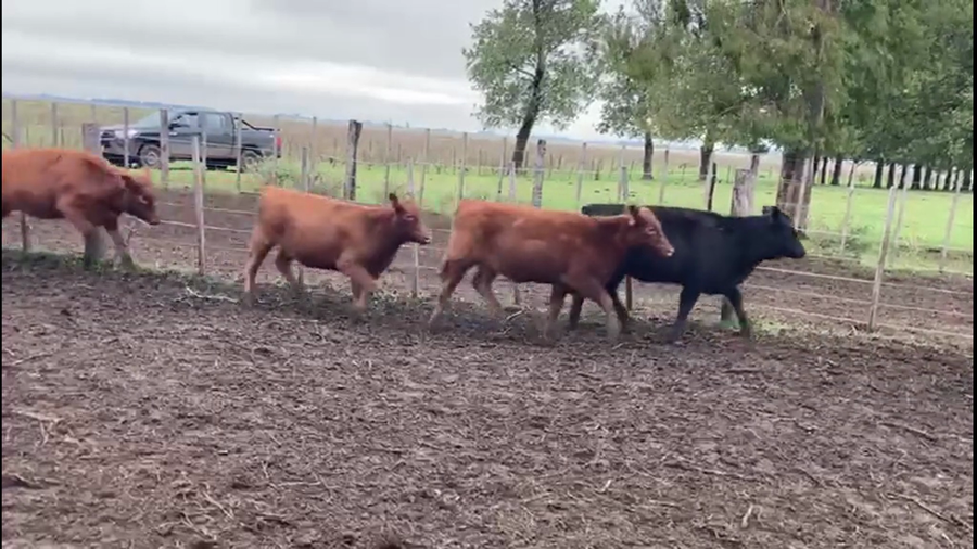 Lote 88 Terneras