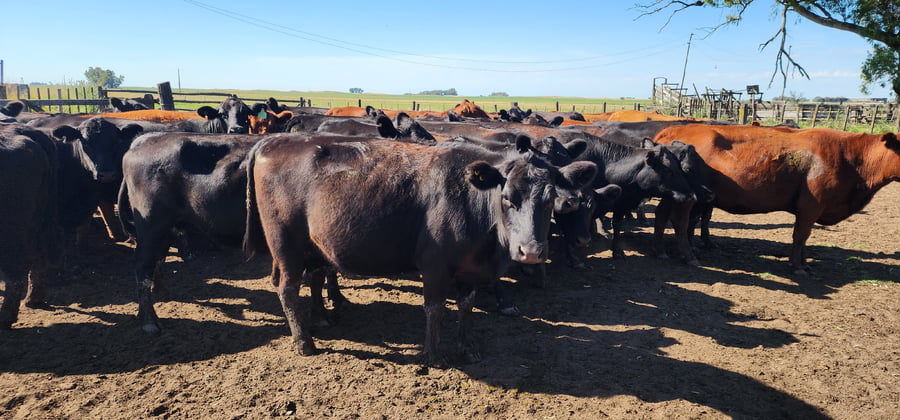 Lote 35 Vacas nuevas C/ gtia de preñez en Bolivar
