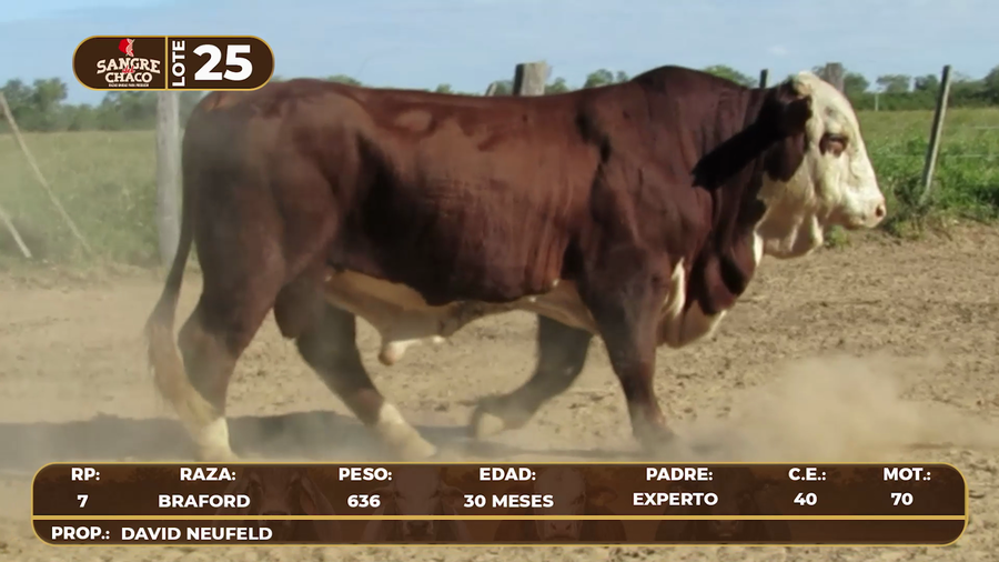 Lote Lote 25