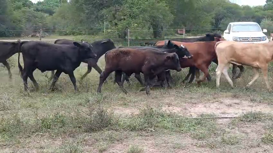 Lote 200 Terneros/as en Chaco, Margarita Belén