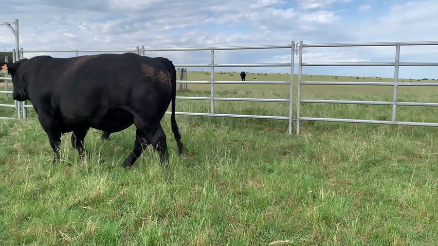 Lote "El Gualicho", RP 238