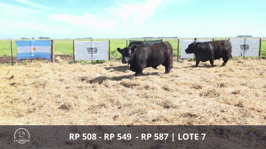 Lote TOROS PUROS POR CRUZA