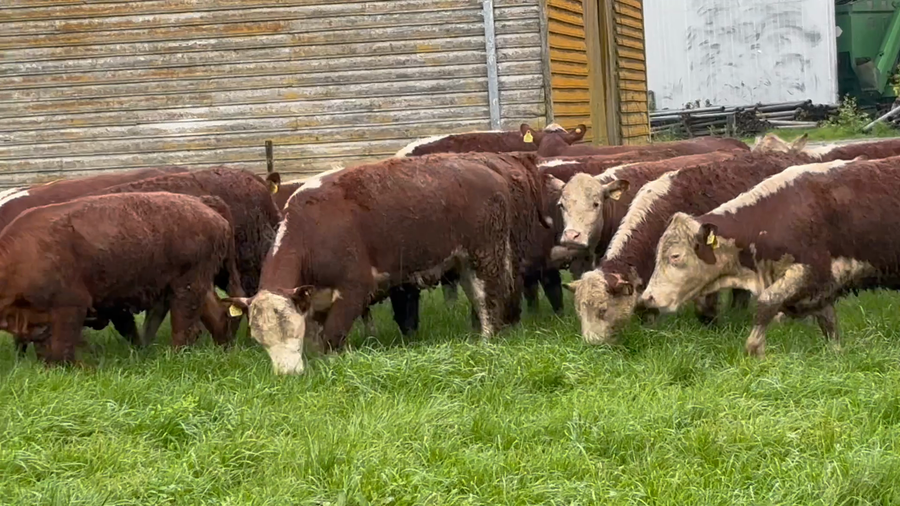 Lote 25 Vaquilla Engorda en Paillaco, XIV Región Los Ríos