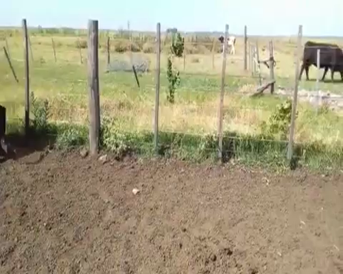 Lote 27 Terneros/as en Laprida, Buenos Aires