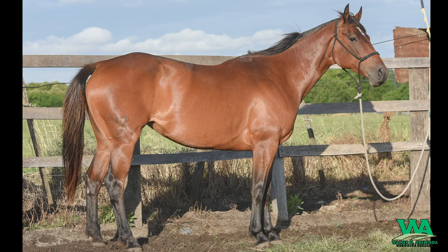 Lote POCAHONTAS STOLI DE MOROCHA