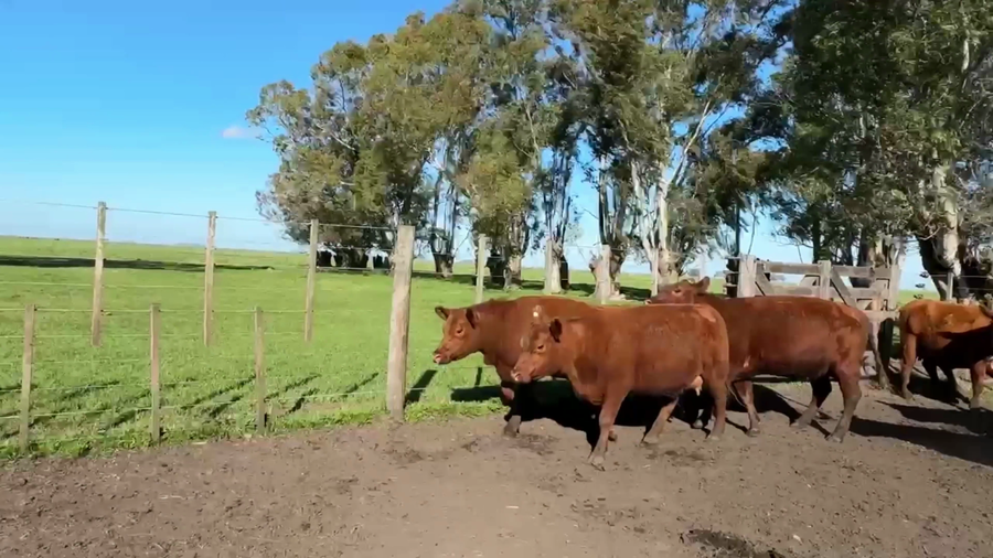 Lote 7 Vaquillonas C/ cria