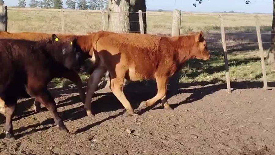 Lote 70 TERNS. MACHOS, EN TANDIL, BS. AS.