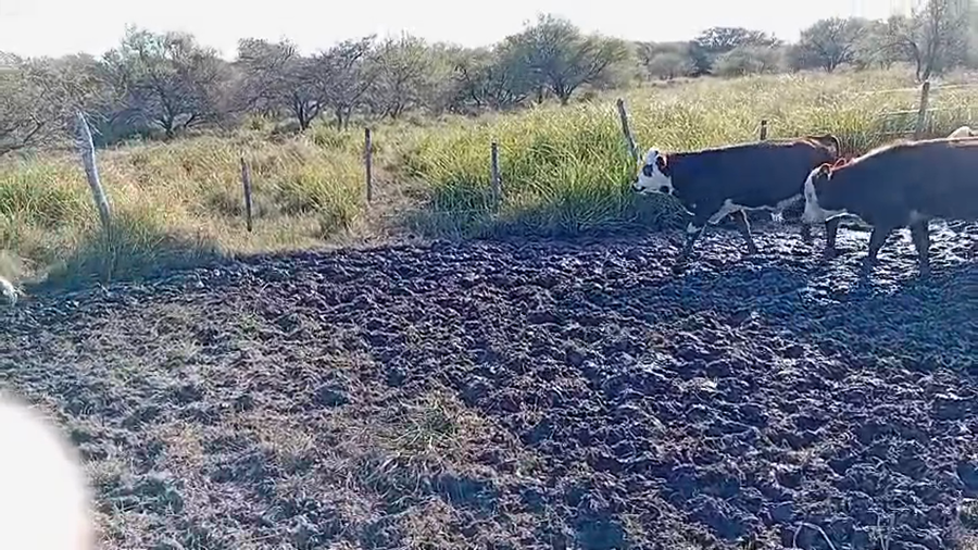 Lote 130 Terneros en Corrientes, Curuzu Cuatia